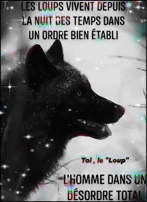 loup_ordre.jpg